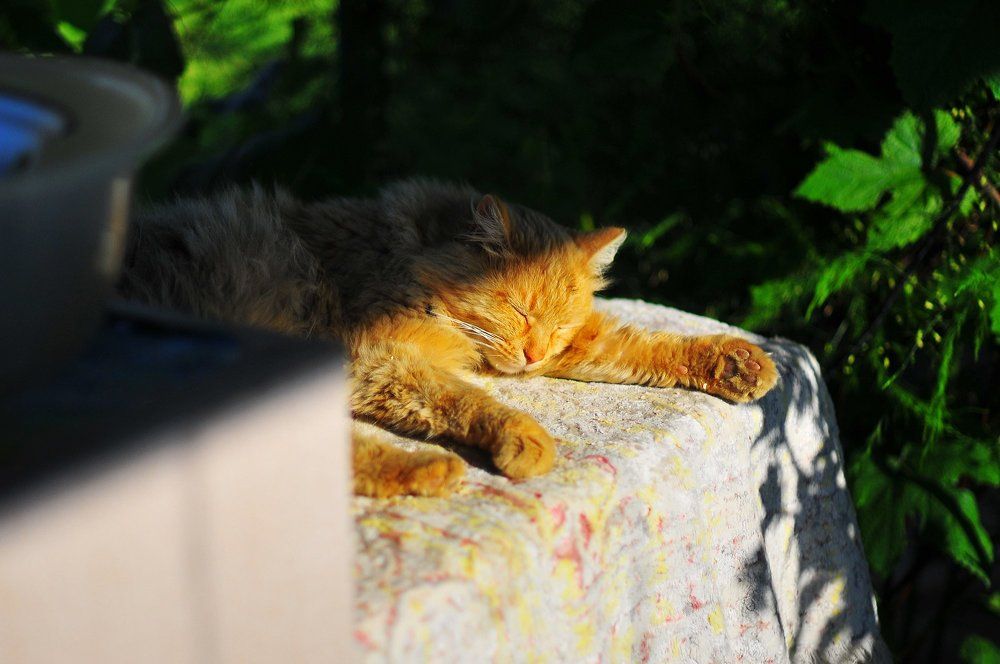 Photograph by Julia Gubashina