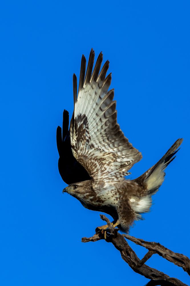 Я возмущен!