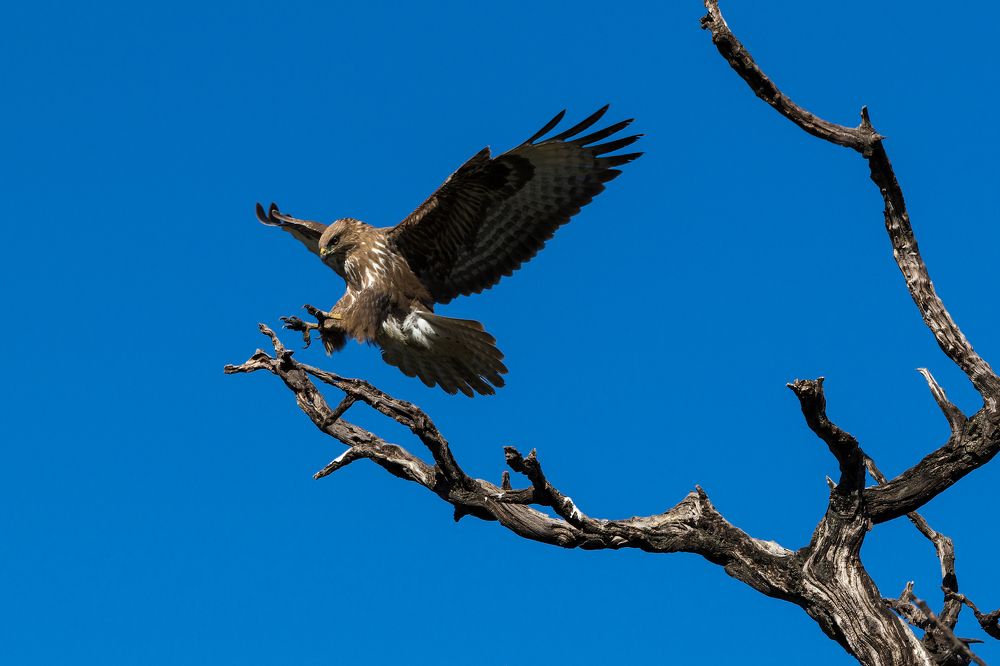 Канюк на посадке.