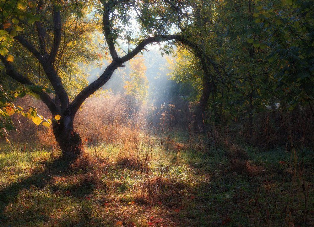 Утро осеннее