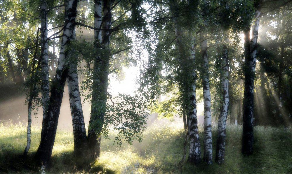 Утро в берёзовой роще
