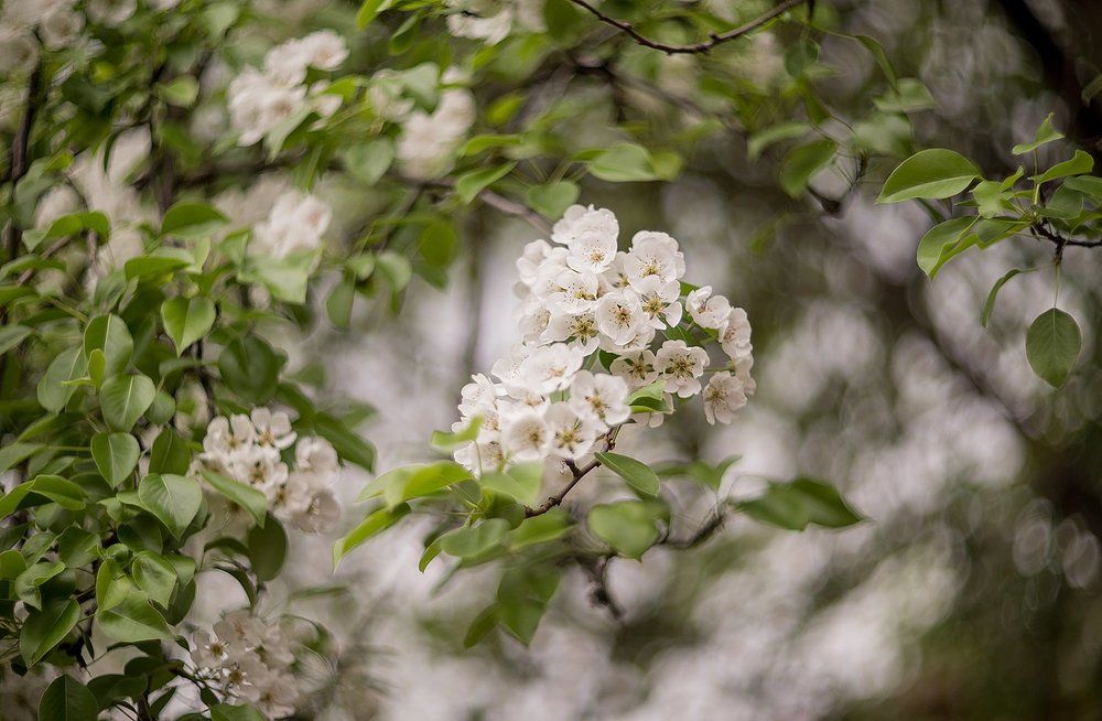 яблоневый цвет