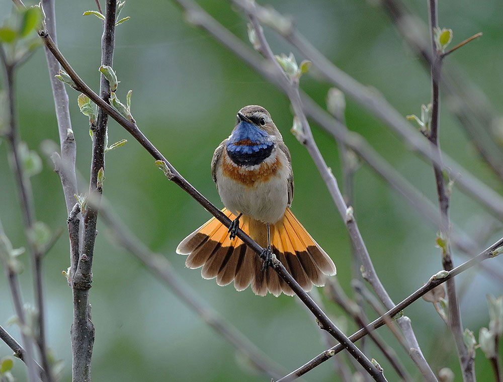 Радость весны