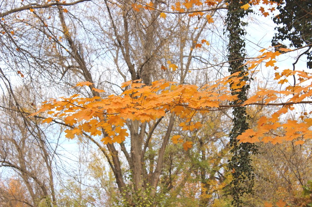 Осенняя веточка