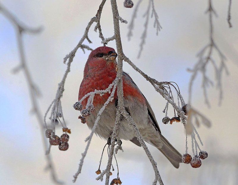 Александр Голиков, Russia