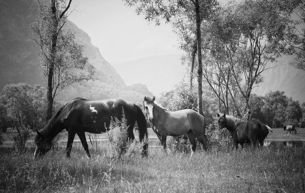 Алтайские жеребцы