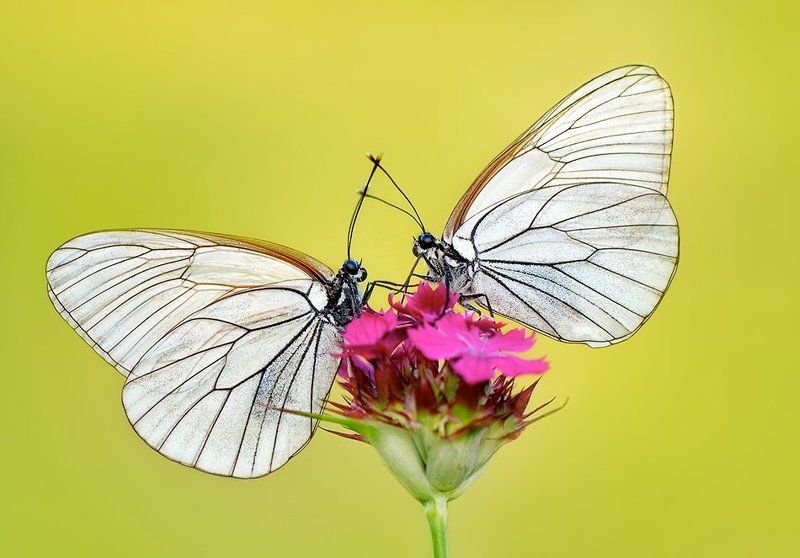 Елена Елена, Russia