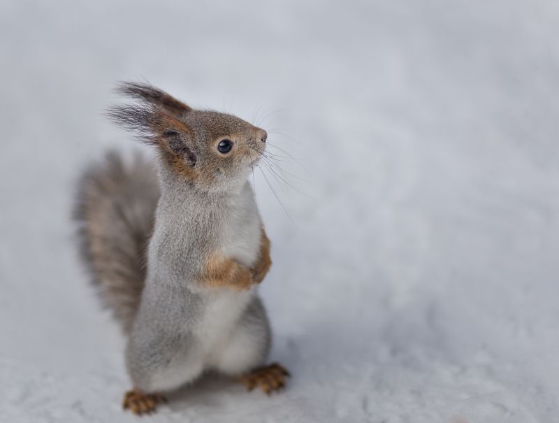 Noskov Alexey, Russia