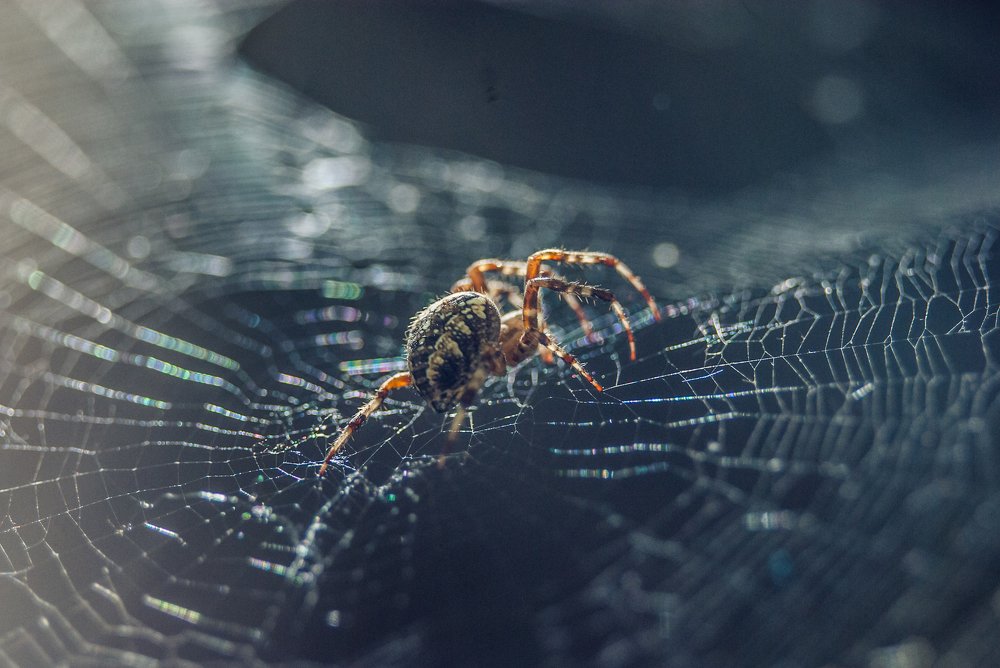 Повелитель сети