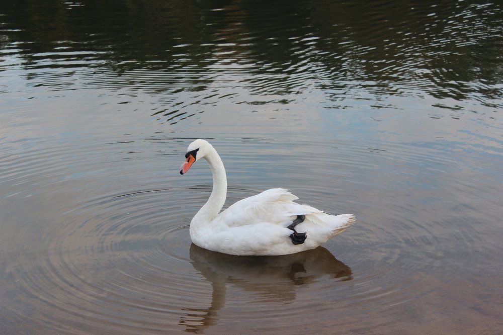 одинокий лебедь