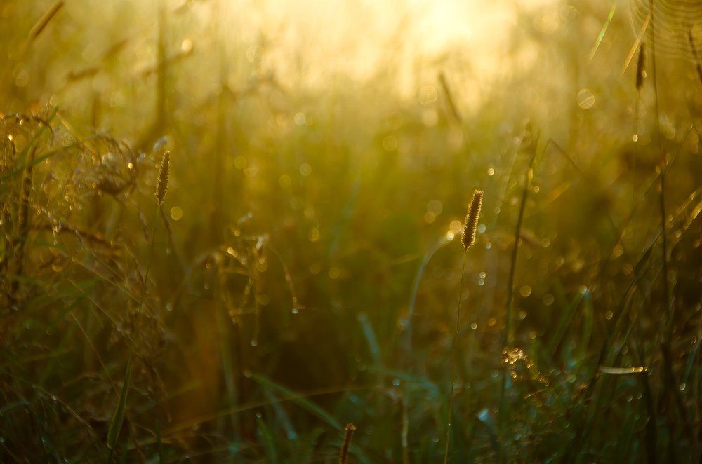 Летнее утро