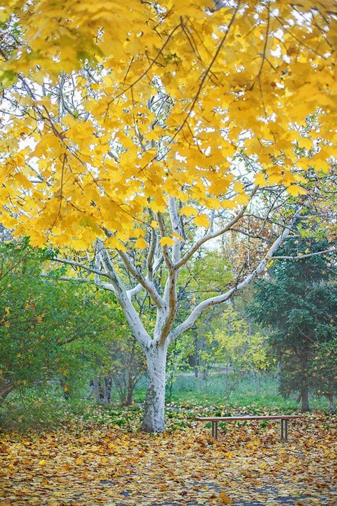 Золотой парик