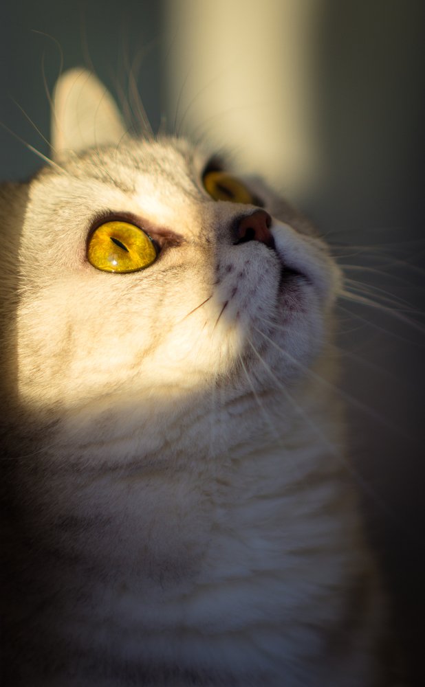 Котейка в лучике солнца