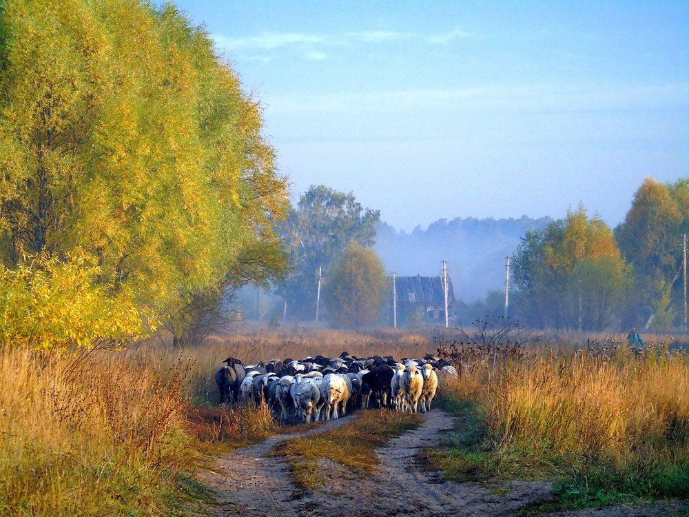 Утро в селе
