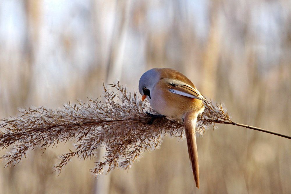Усатая синица