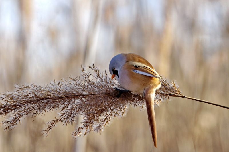 Евгений Валентинович, Russia