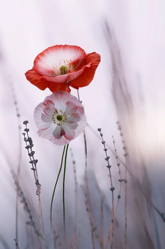 Veronika  Babenko, Kazakhstan