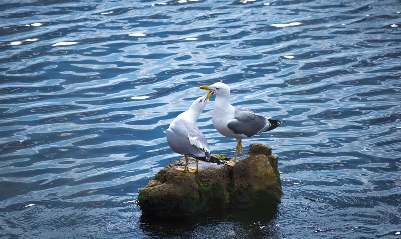 Загірняк Паша, Ukraine