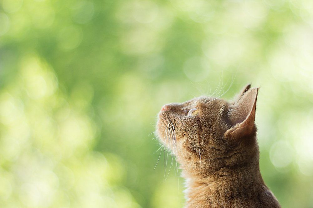 Мурлыкающие утро