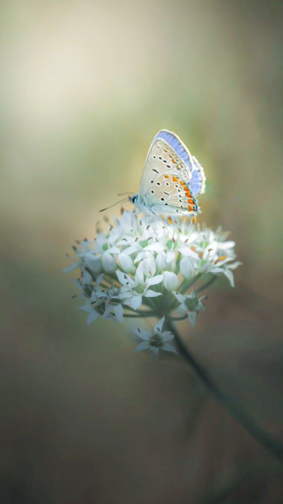 Photograph by Анна Тен