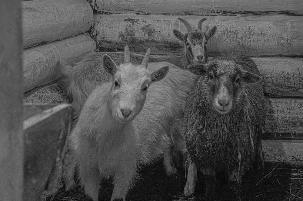 Photograph by Марианна Бессонова