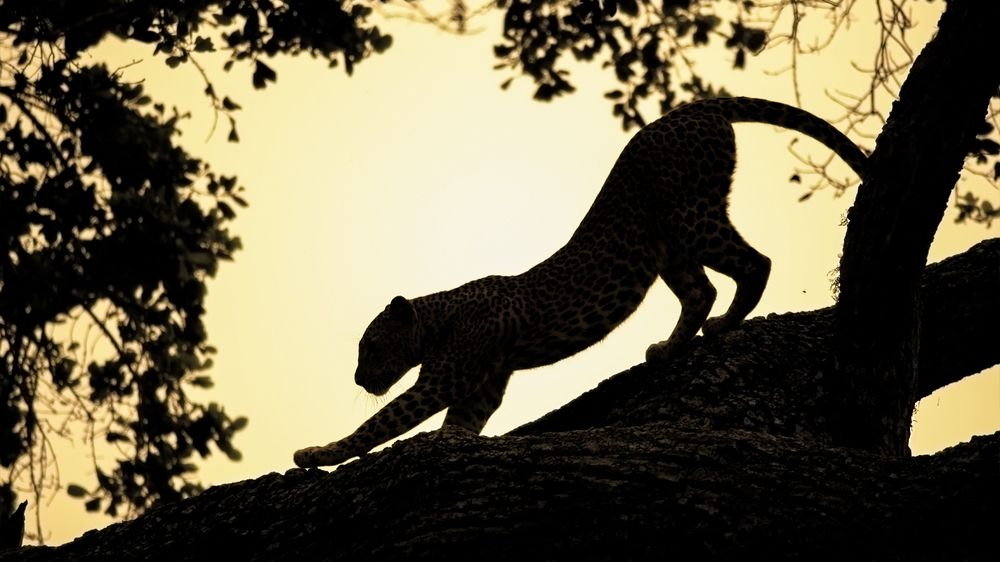 Leopard Silhouette at Sunset