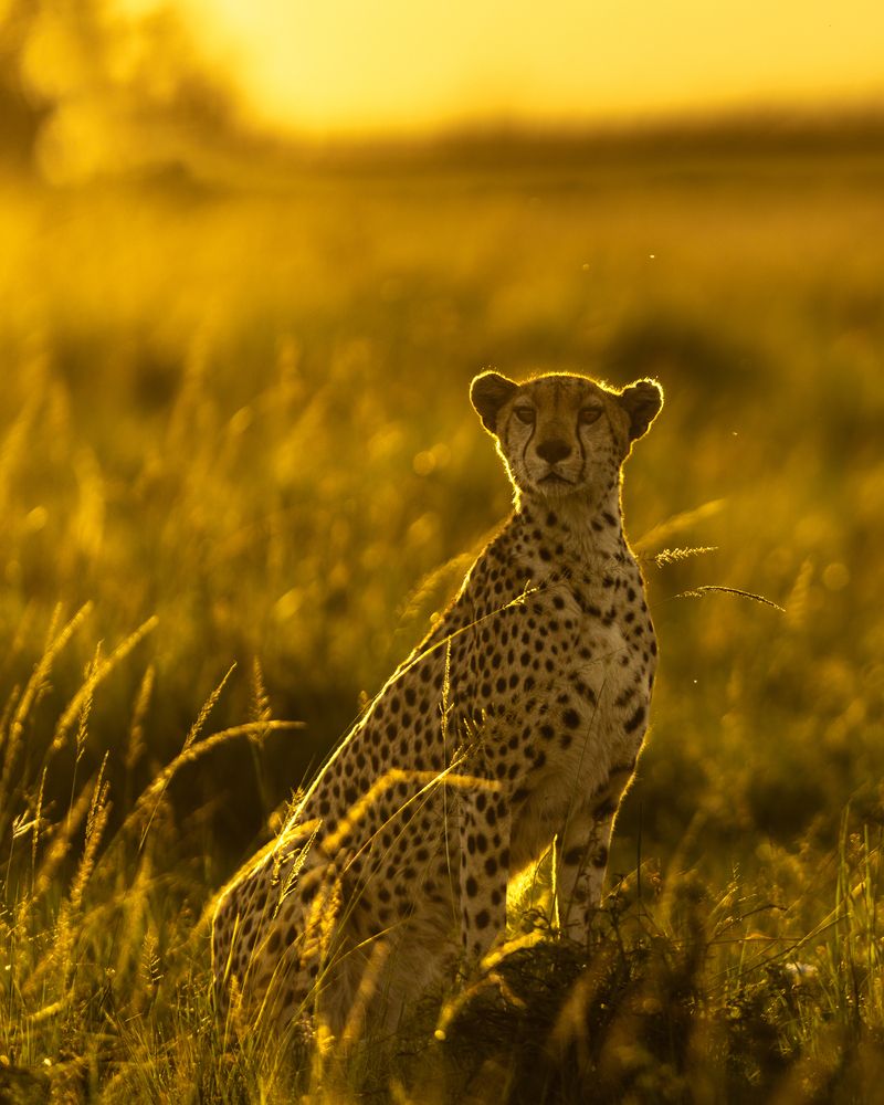 Photograph by Silvia Ribeiro