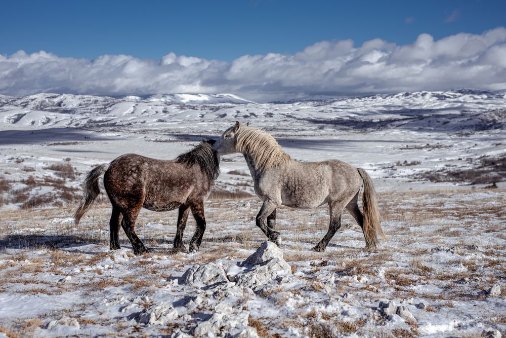 Photograph by Antea Miloloza