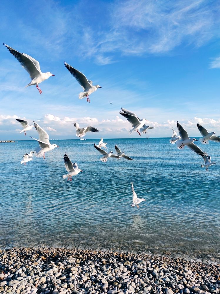 Дикая природа