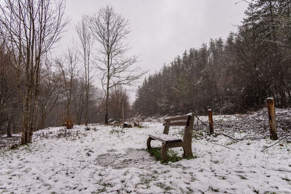 Alone in the white forest