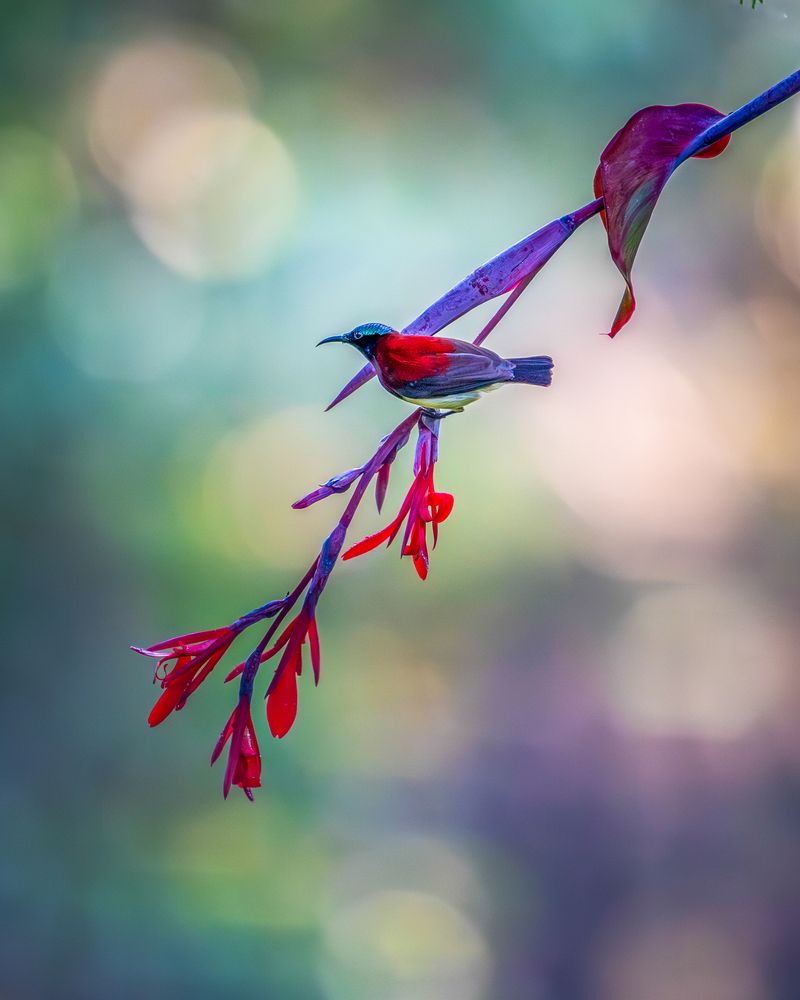 Photograph by Dr Manoj M Kumar