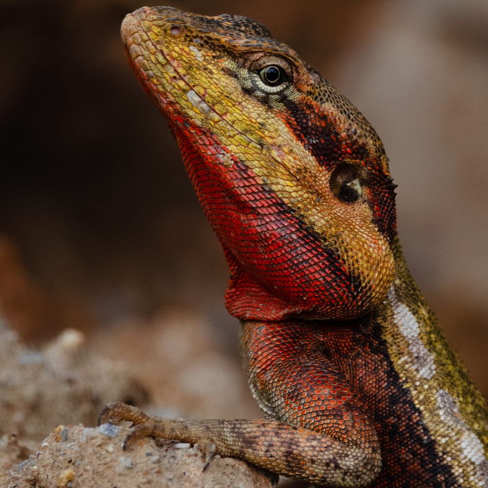 Photograph by Sarasija Ghosh