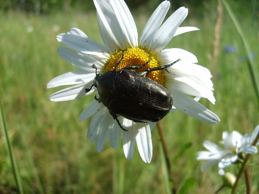 Photograph by Лебедев Сергей