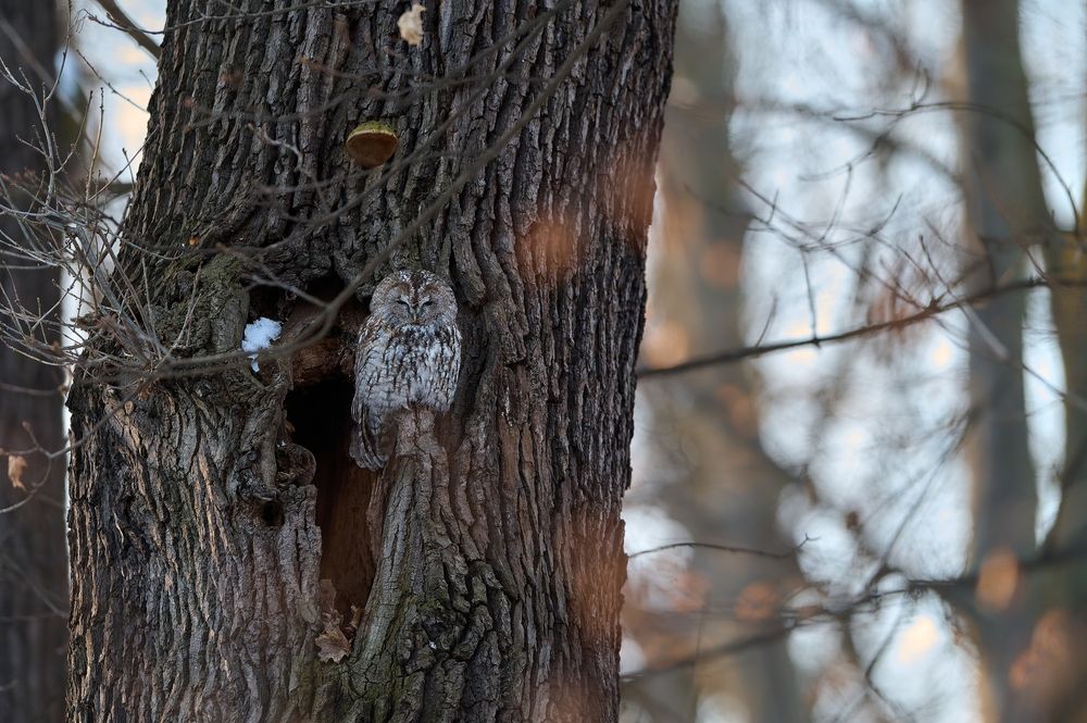 Photograph by Jiří Švestka