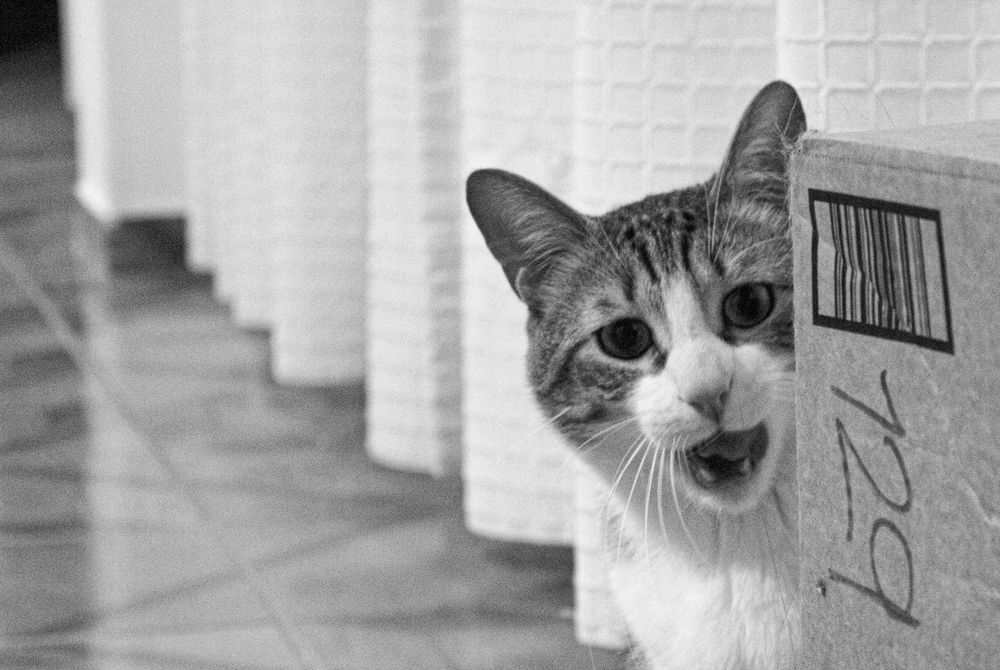 Photograph by Roger Laverde