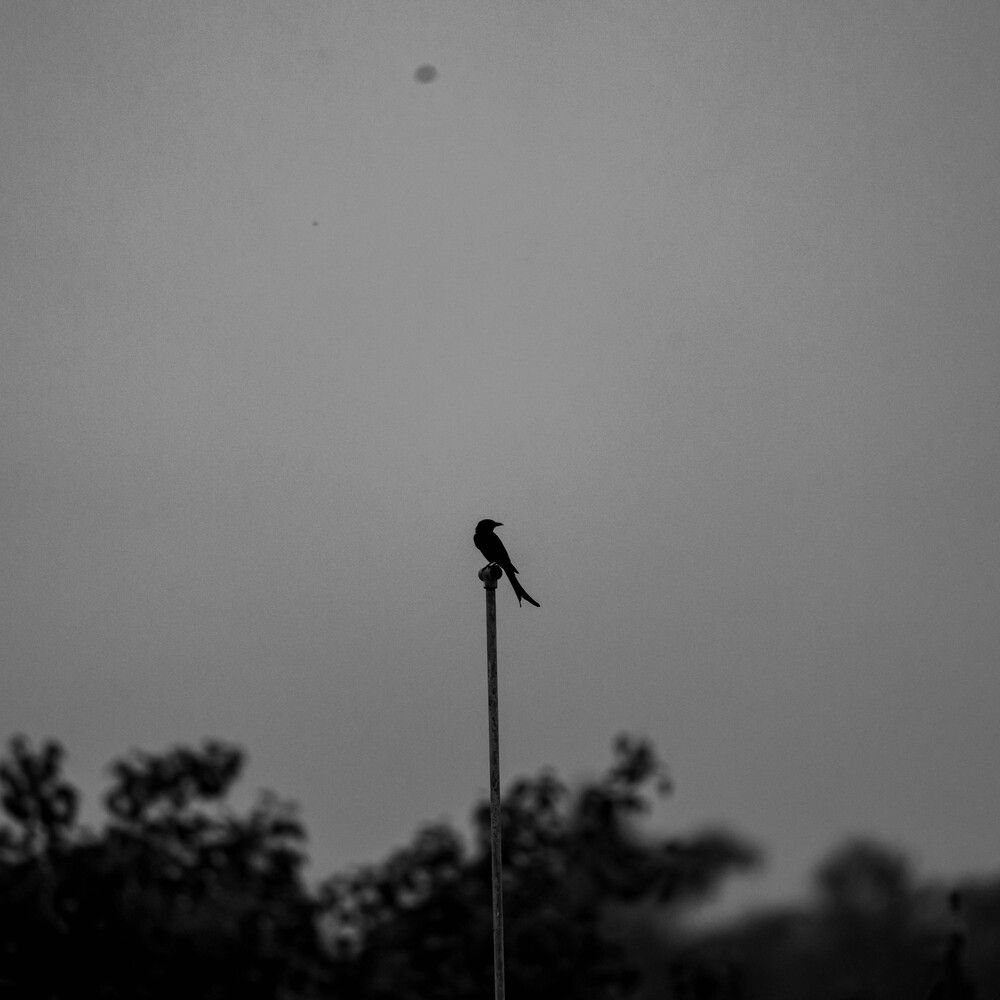 Photograph by Kaneeshk Toriya