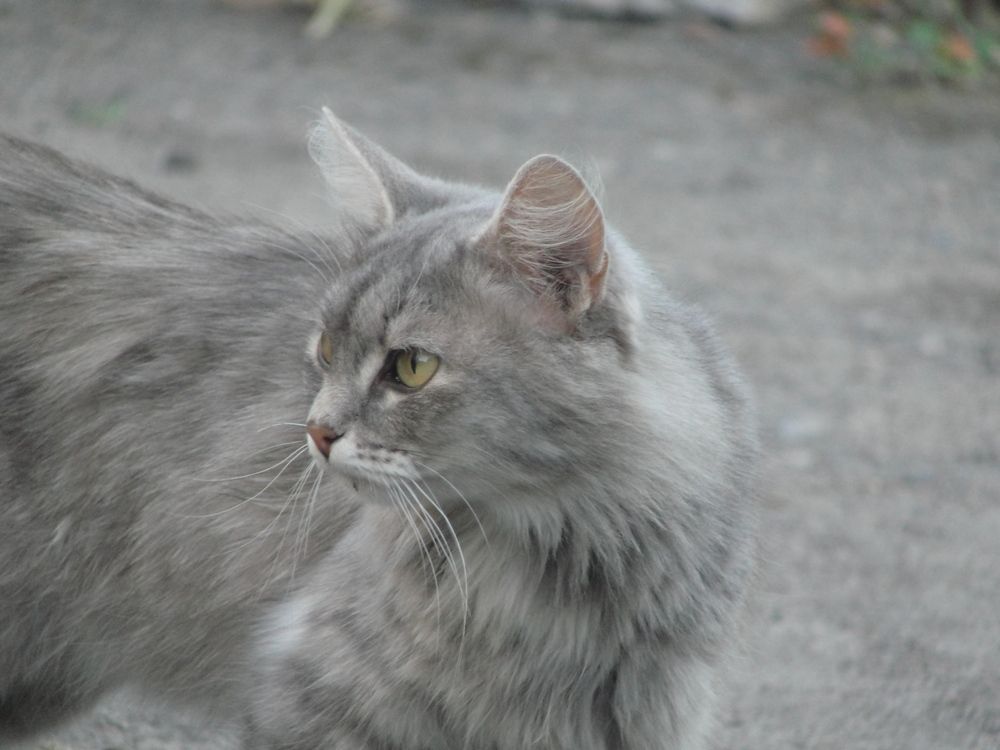 Photo #11951132