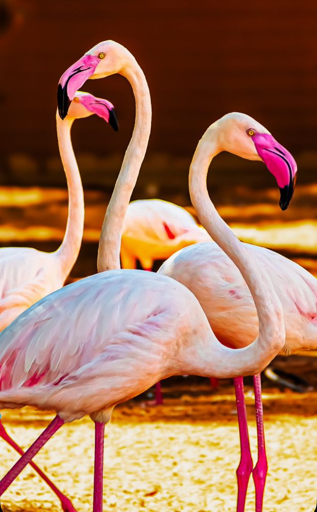 Flamingos dance together