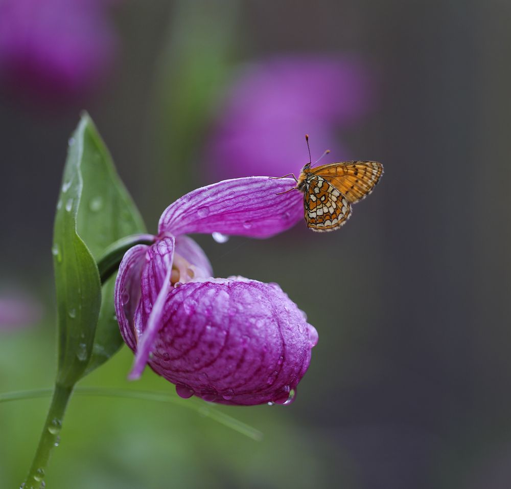 Photograph by Евгения Левина