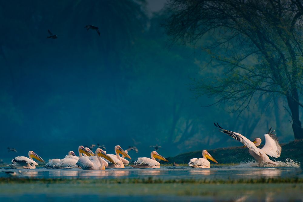 Great White Pelicans at Keoladeo National Park