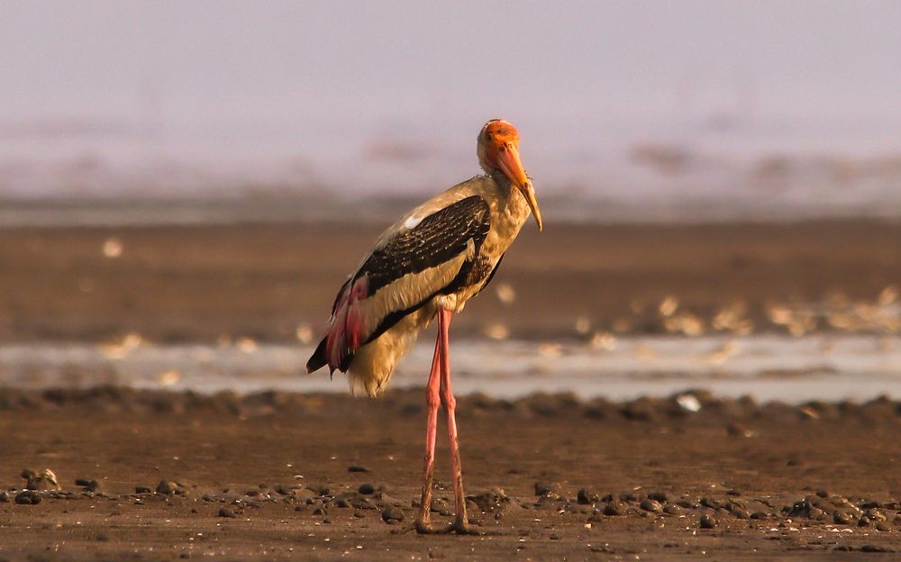 Photograph by MILAN RADADIYA