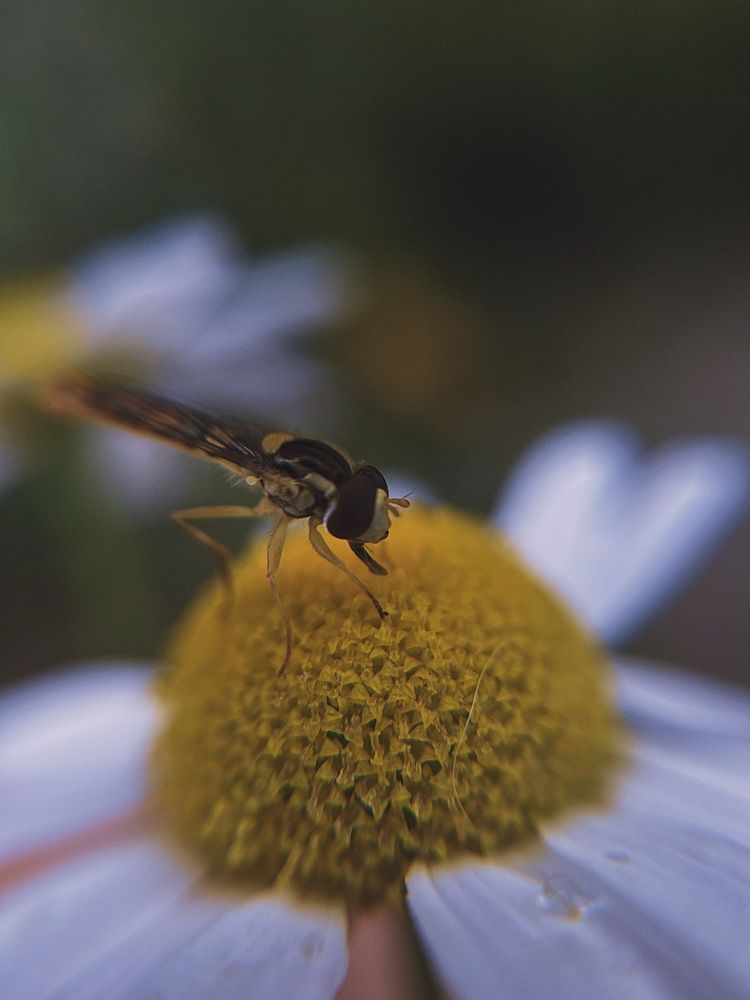 Photograph by Юлия