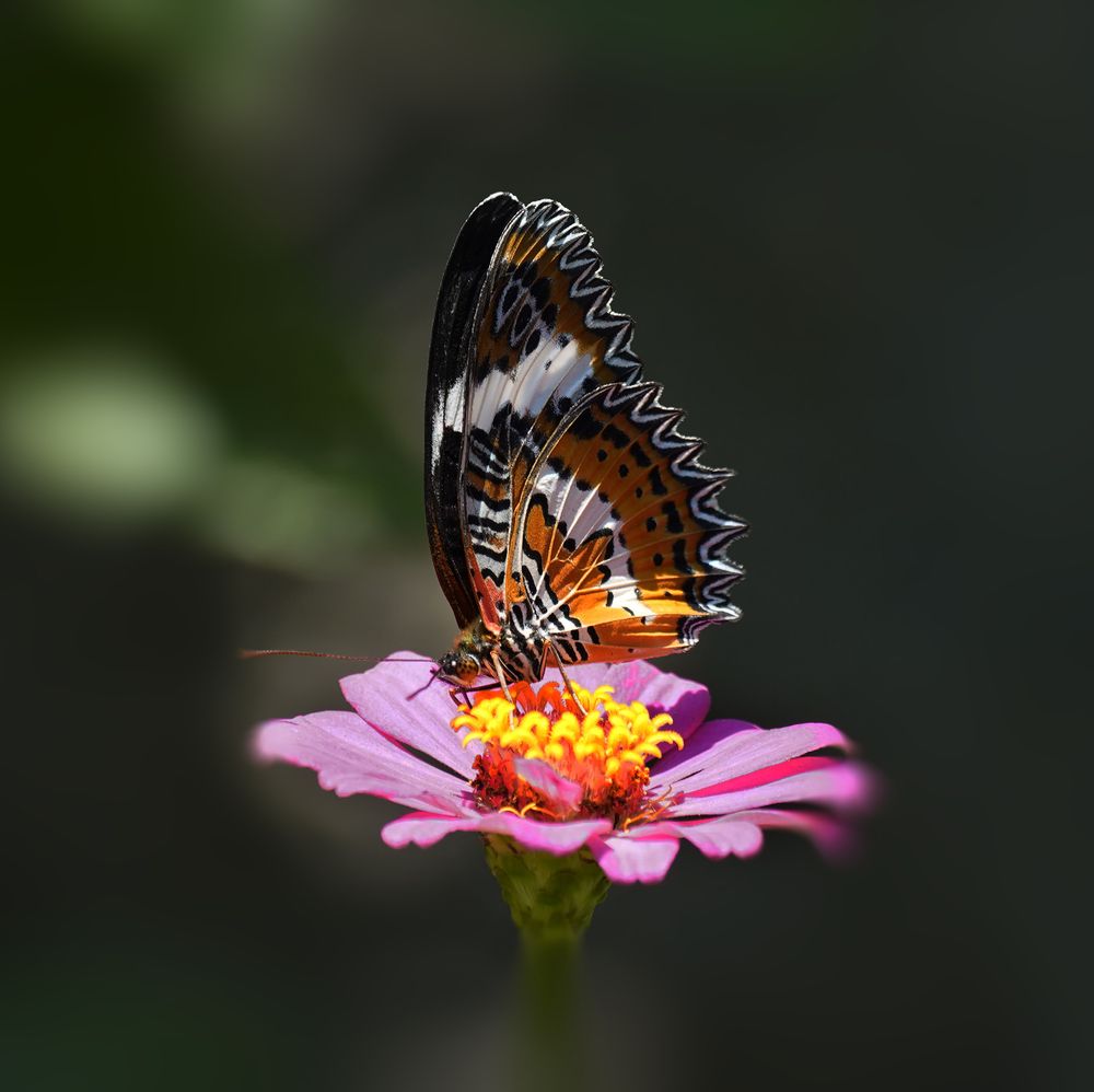 Photograph by Raed Victor Saad