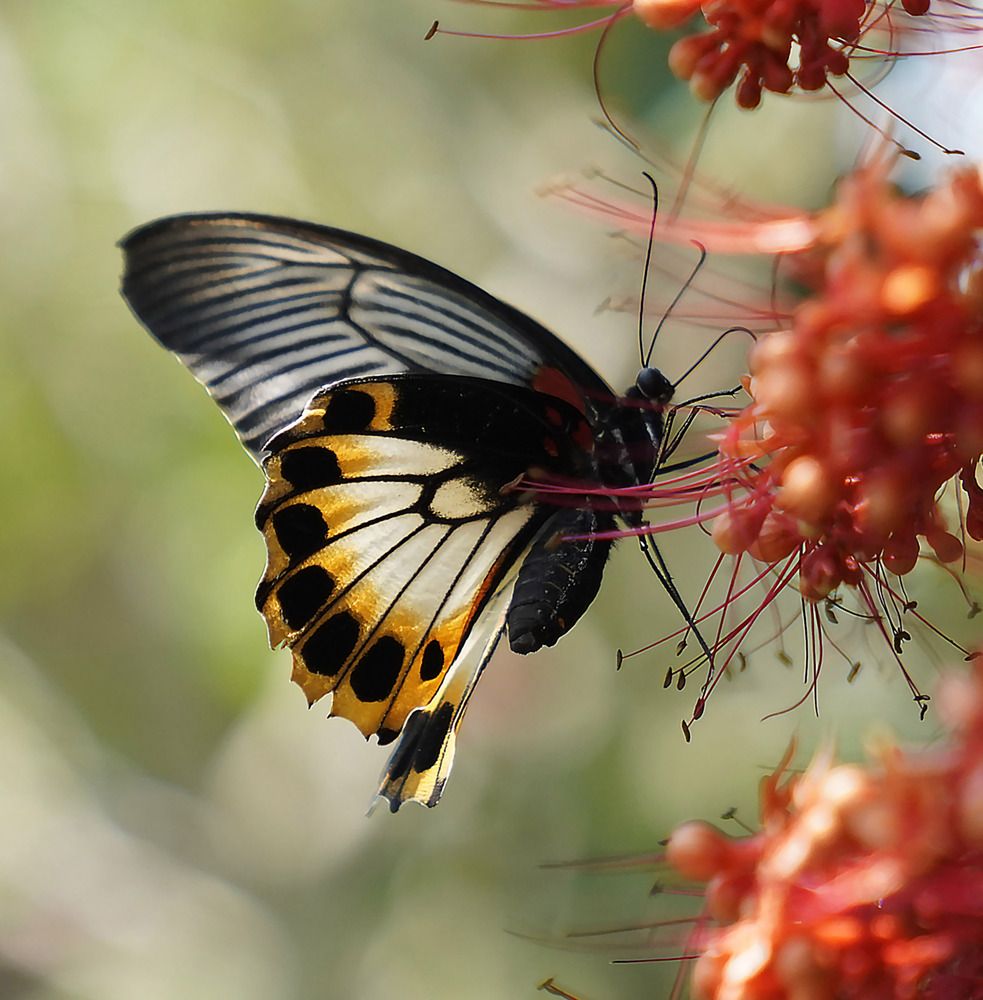 Photograph by Raed Victor Saad