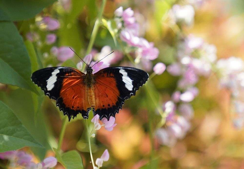 Photograph by Raed Victor Saad