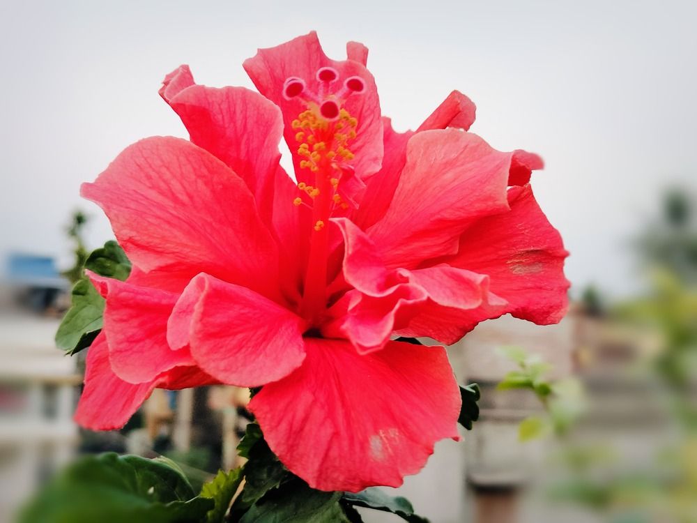 Photograph by Indraneel Mandal