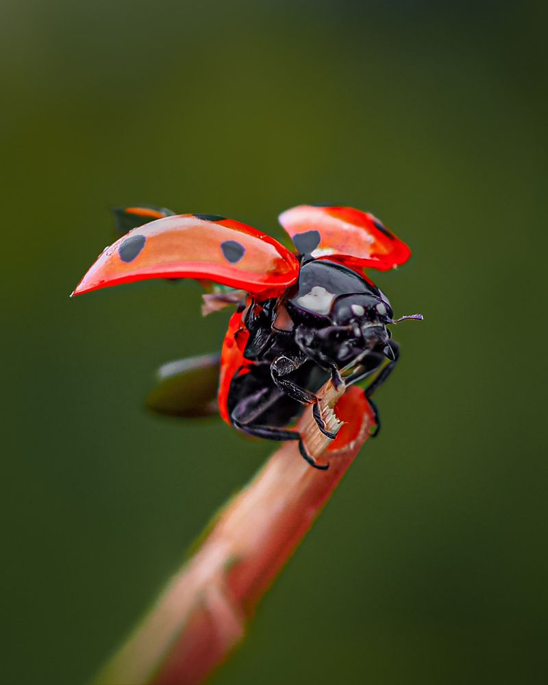 Photograph by Isaeva Maria