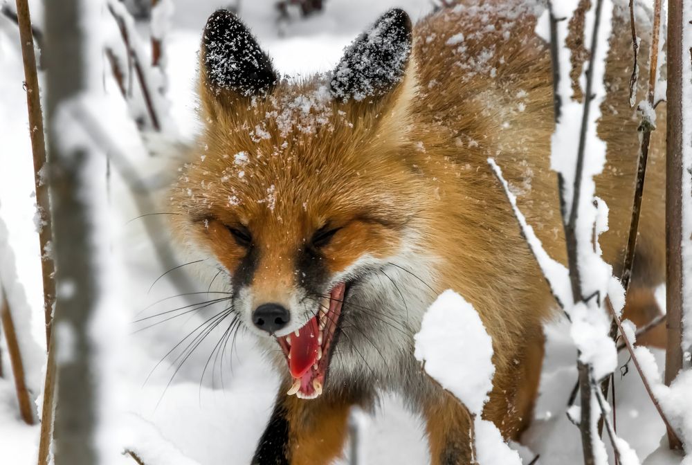 Photograph by Николай Диордиев