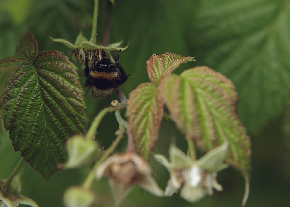 Photograph by Наталья Смирнова