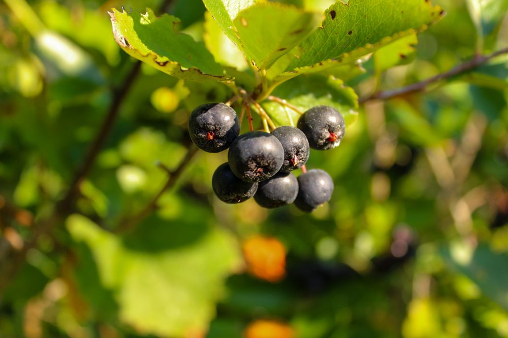 Photograph by Ирина Дмитриенко